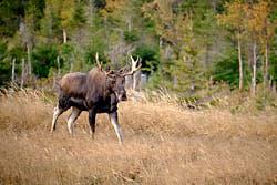 Orignal - Gaspésie - 2020