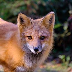 Renard roux - Bas-Saint-Laurent - 2020