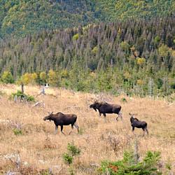 Orignal - Gaspésie - 2020