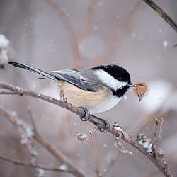 Mésange à tête noire  - Montréal - 2020