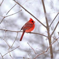 Cardinal rouge - Montréal - 2021