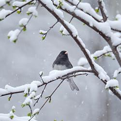 Junco ardoisé - Montréal - 2021