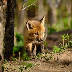 Renard roux - Laval - 2021