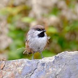 Mésange à tête brune - Parc national du Bic - 2021