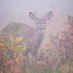 Cerf de Virginie - Parc national du Bic - 2021