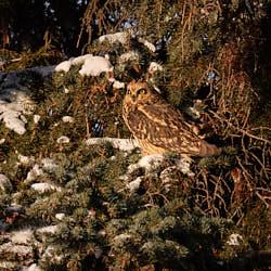 Hibou des marais - Montréal - 2022