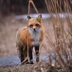 Renard roux - Laval - 2022