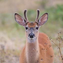 Cerf de Virginie - Parc national du Bic - 2022