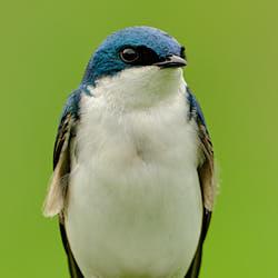 Hirondelle bicolore - Montréal - 2024
