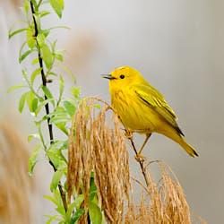 Paruline jaune - Montréal - 2025
